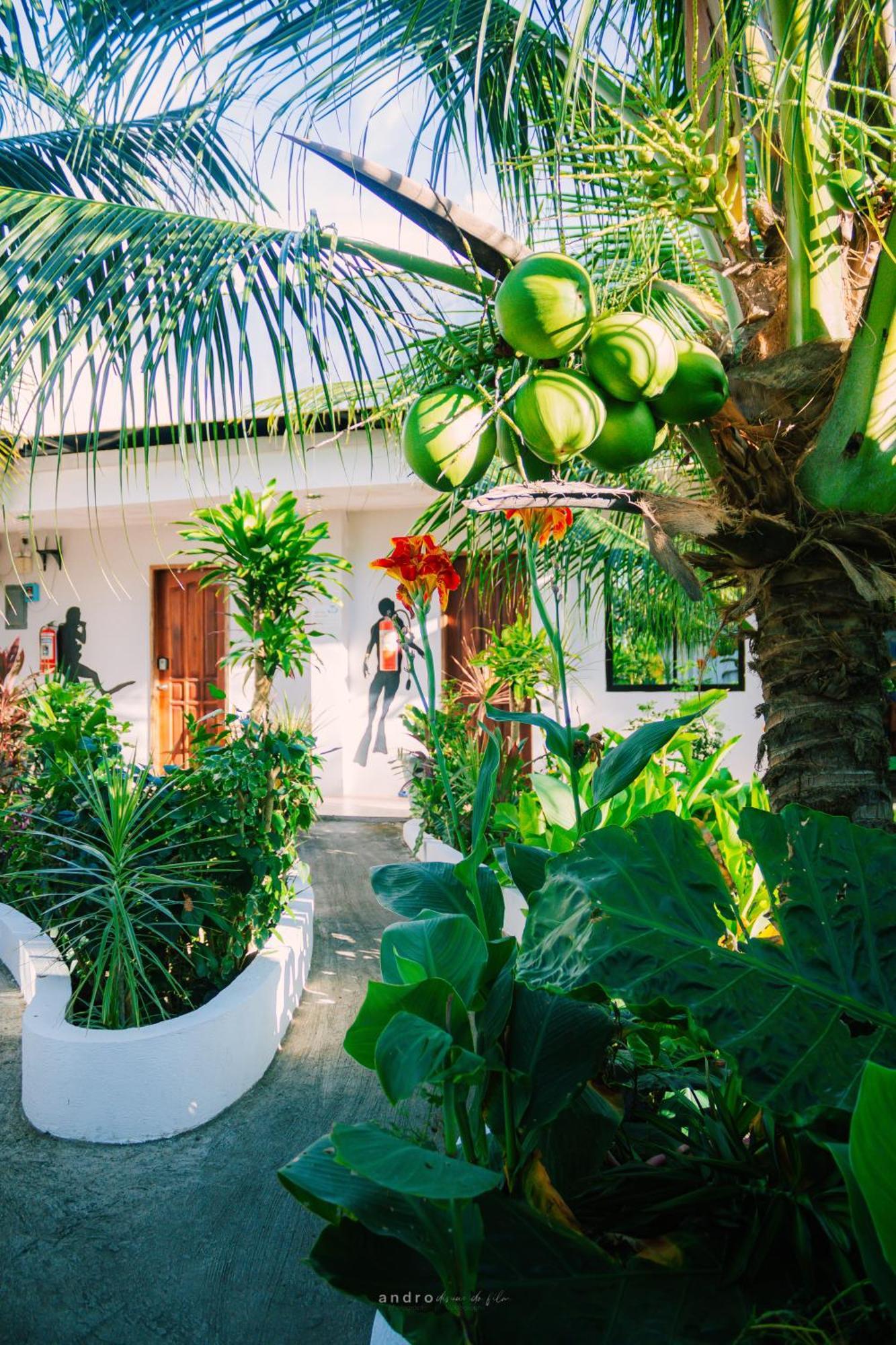 Ananas Guesthouse Моалбоал Екстер'єр фото